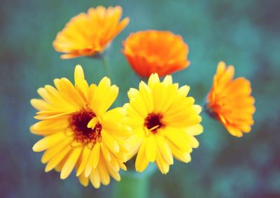 Close-up of yellow daisy flowers