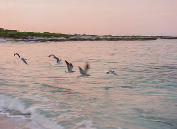 Birds in sea against sky