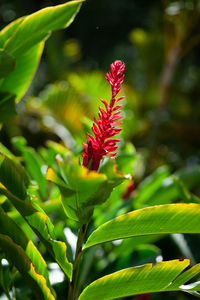 Close-up of red flowering plant