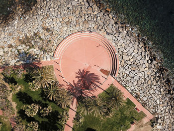 High angle view of plants growing on land