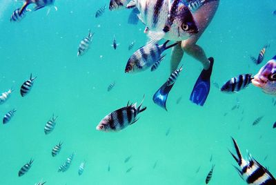 High angle view of fishes swimming in sea