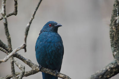 Close-up of bird perching on branch