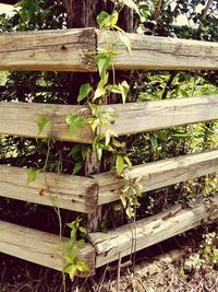 Close-up of plants on field