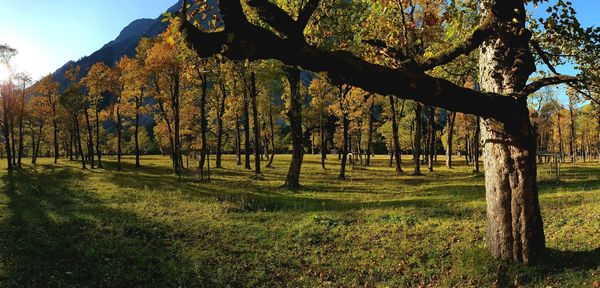 Trees on field during autumn