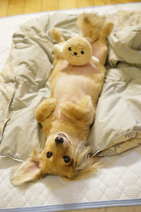 High angle view of stuffed toy on bed