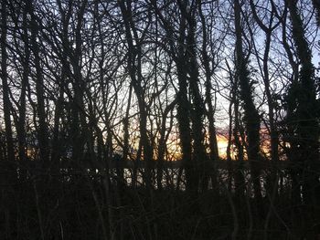 Silhouette of bare trees in forest