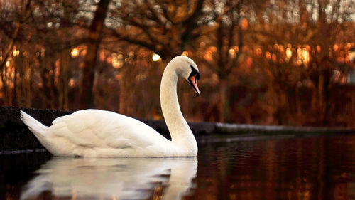 Close-up of swan swimming on lake