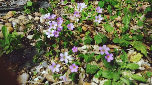 Close-up of purple flowers
