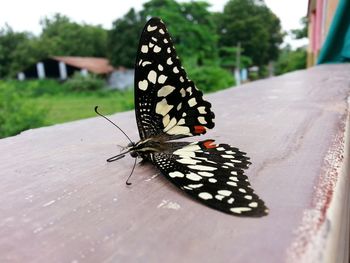 Close-up of butterfly on leaf