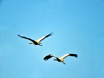 Low angle view of birds flying in sky