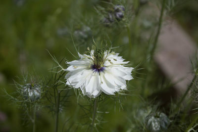 Close-up of white dandelion flower