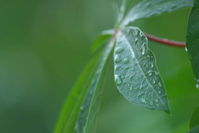 Close-up of wet plant leaves