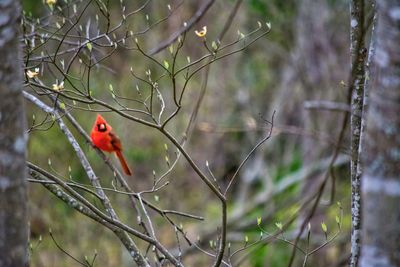 Close-up of bird perching on branch