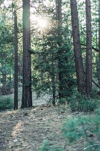 Sunlight streaming through trees in forest