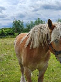 Horse on field against sky