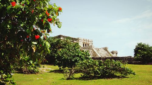 Low angle view of plants and trees