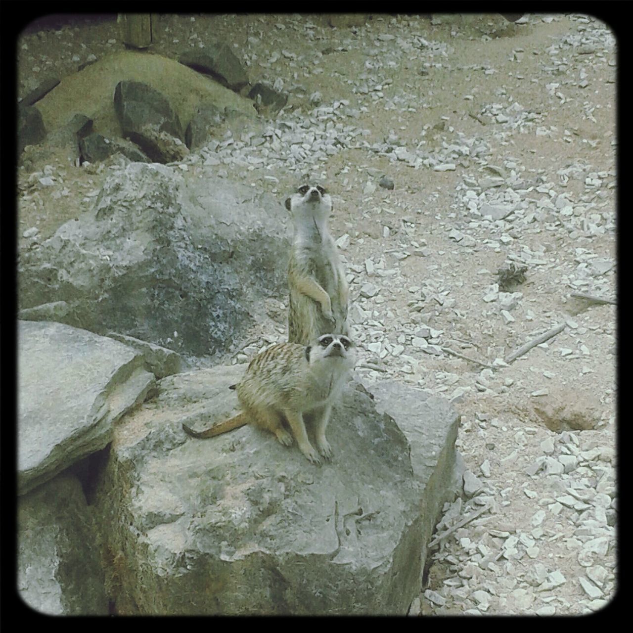 Erdmännchen