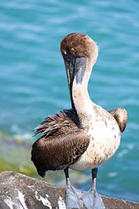 Close-up of a bird on rock