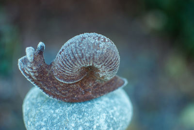 Gefrorene schnecke auf der mauer