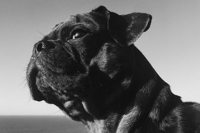 Close-up of a dog looking away against sky