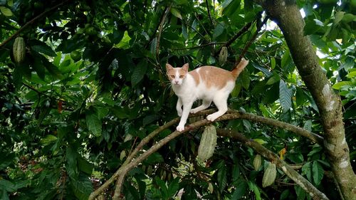 Low angle view of cat on tree