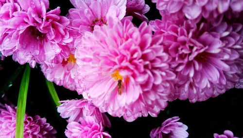 Close-up of pink flowers