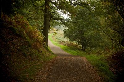 Dirt road amidst trees in forest