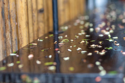 Selective focus on young leaves fell on the wooden table after the rainstorm passed 