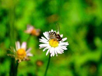 Close-up of bee pollinating on flower