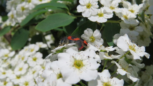 Close-up of insect on white flower