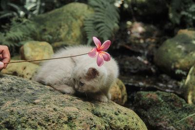 Close-up of a hand feeding on rock