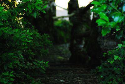 Trees and plants in forest