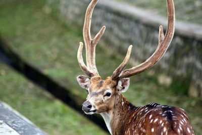 Close-up of deer