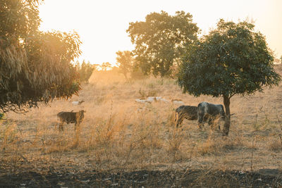 Horses in a field