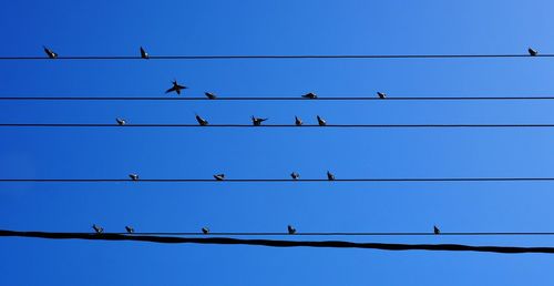 Low angle view of birds on cable against sky