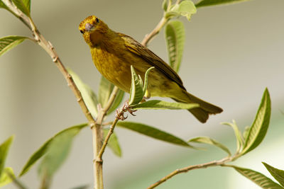 Close-up of bird perching on branch