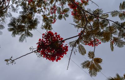 Low angle view of red berries on tree against sky