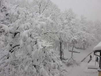 Snow covered land and trees