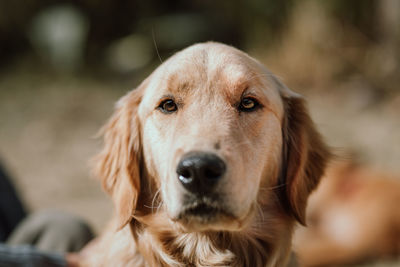 Close-up portrait of dog