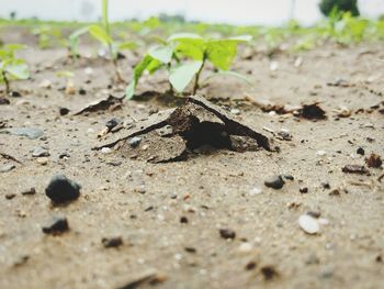 Close-up of dead plant on land