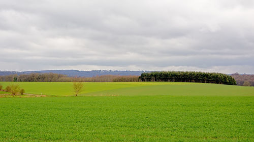 Scenic view of agricultural field against sky