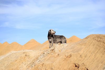 Dog on a desert