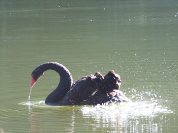 Close-up of swan swimming on lake