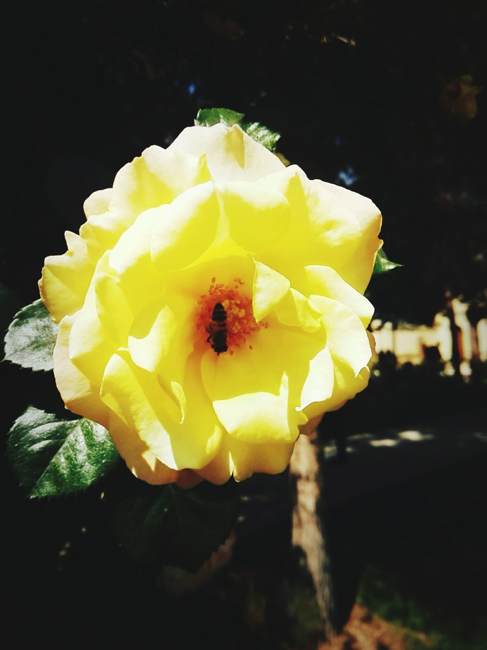 CLOSE-UP OF YELLOW ROSE