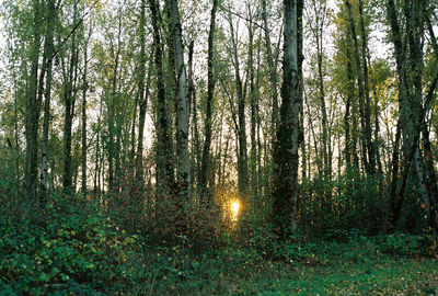 Sun shining through trees