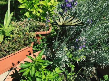 High angle view of flowers blooming outdoors