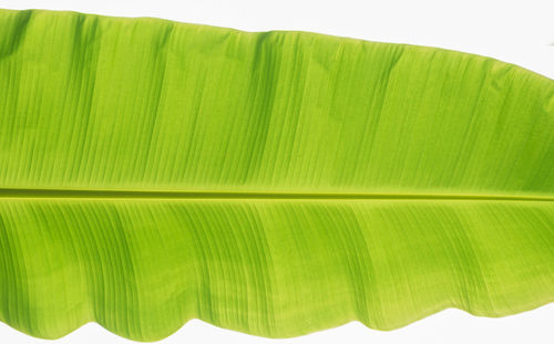 Close-up of green leaf