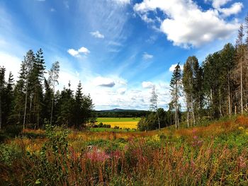 Scenic view of field against sky