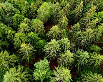 Full frame shot of pine tree