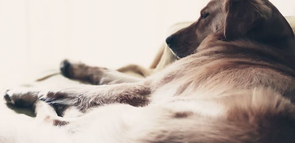 Close-up of dog sleeping at home